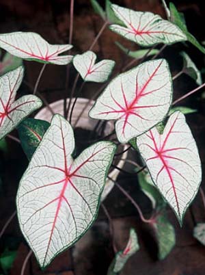 Caladium.jpg