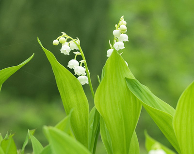 Lily of valley.jpg