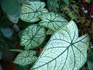 Caladium2.jpg