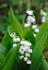 Convallaria MajalisA.jpg