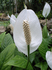 Spathiphyllum (1).jpg