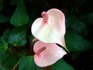 Anthurium2.jpg